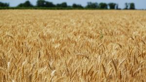 Через посуху Україна недоотримає 8-10% врожаю озимої пшениці — прогноз