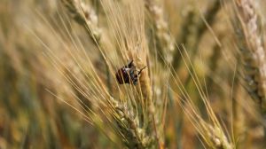 Держпродспоживслужба інформує про фітосанітарний стан посівів зернових колосових культур