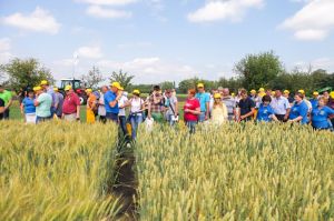 Миронівський інститут пшениці продемонстрував більше 100 сортів зернових на Дні поля