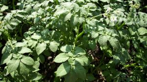 Аграріїв попереджають про поширення фітофторозу картоплі