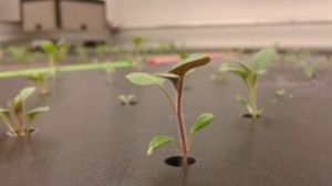 Фотосинтез може слугувати інструментом для раннього прогнозування появи стресів у рослин