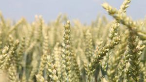 При врожайності 5 т/г вирощувати пшеницю нерентабельно — думка