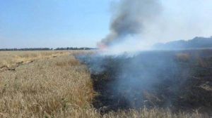 На Одещині вогнем знищено 20 гектарів пшеничного поля