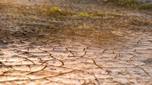 Масштабна посуха обернулась стихійним лихом для латвійських аграріїв