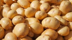 Сімейне господарство побудувало успішний бізнес з вирощування найменшої у світі картоплі