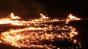 На Миколаївщині масово горять пшеничні поля
