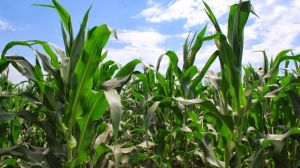 Для вегетації кукурудзи на Вінниччині склались найоптимальніші умови — фахівці