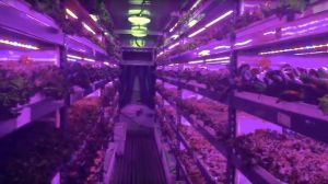 Вертикальна ферма в Дубаї зможе приносити щоденно 2700 кг врожаю