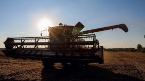 Через посуху аграрії Запоріжжя втратять половину врожаю ранніх зернових — прогноз