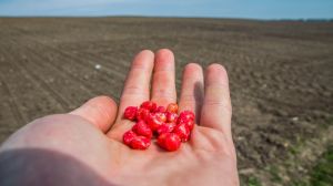 Крадіжка або підміна добрив та насіння — серйозна проблема агрохолдингів — експерт
