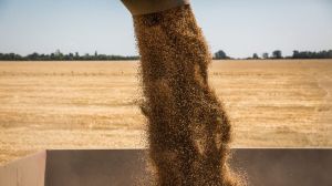 На початок місяця виробництво зернових в Україні перевищило минулорічні обсяги в 4 рази