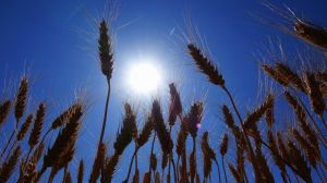 Врожайність пшениці в Росії сягнула трирічного мінімуму, через посуху вводять надзвичайний стан