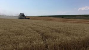 На Запоріжжі невідомі засівають пшеницею безхазяйні поля