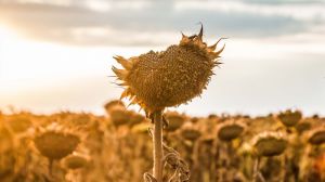 Соняшник лідирує за рівнем рентабельності вирощування в Україні