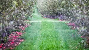 Град, хвороби та шкідники загрожують майбутнім врожаям яблук