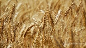 Українська селекція враховує екстремальні умови вирощування пшениці на Півдні України