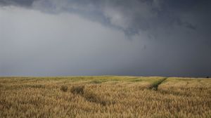 Рясні дощі позмивали врожаї херсонських аграріїв