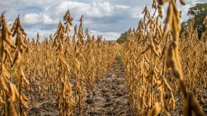 До 80% сої і 10% кукурудзи в Україні вирощується з ГМ-насіння — думка