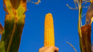 Кукурудза є найпопулярнішою сільськогосподарською культурою на Чернігівщині