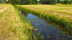 Змиті з полів пестициди забруднюють водойми на півдні України
