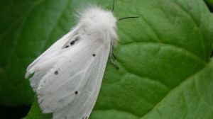 На Черкащині боряться з поширенням американського білого метелика