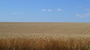 Погода в Україні перешкоджає завершенню жнив ранніх зернових