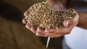 Ціна продовольчої пшениці найвища за останні 3 роки