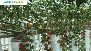 В Україні зібрано перший врожай овочів вирощений за технологією аквапоніки