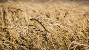 Недобір врожаю слід очікувати лише по ранній групі зернових — експерт