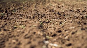 Для зниження кислотності ґрунтів та підвищення врожайності культур, поля на Вінниччині удобрюють дефекатом