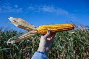 В Вінницькій області побудують завод по переробці кукурудзи за $600 млн
