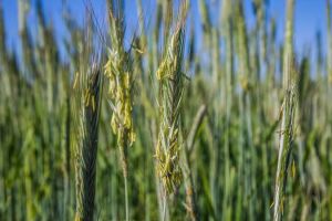 Жито в сівозміні з кукурудзою може покращити структуру ґрунту та дати прибуток
