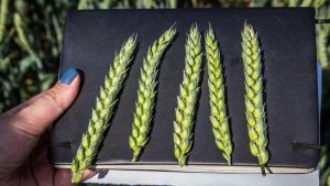 Вчені розкрили генетичні риси пшениці, що створюють здатність до локальної адаптації