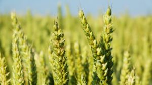 Нові стандарти якості пшениці оприлюднять в травні 2019 р
