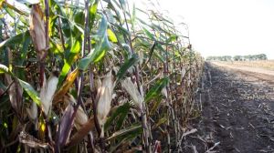 Через високі температури врожайність кукурудзи може знизитися