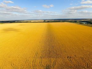 ЄС не заплатить компенсації литовським фермерам за збитки від посухи