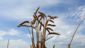 Аграрії України зібрали врожай зерна на 30% менше, ніж прогнозували