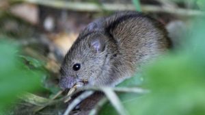 Аграріїв попереджають про ризик збільшення чисельності мишоподібних гризунів