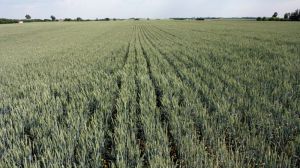 Врожайність пшениці за технологією strip-till може сягати 10 т/га — досвід аграрія