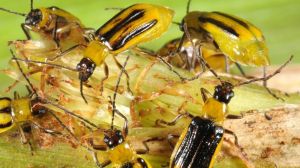 Нові осередки поширення кукурудзяного жука виявлено на Тернопільщині та Вінниччині