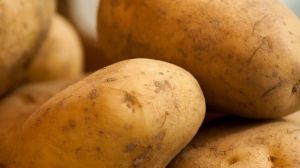 Німецькі селекціонери представили нові універсальні сорти картоплі