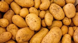 Найдорожчу в світі картоплю удобрюють морськими водоростями