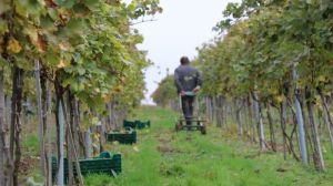 На півдні України стартував сезон збирання врожаю винограду