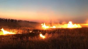 На Полтавщині вогонь знищив 22 гектари сої
