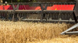 Запорізькі аграрії зібрали четвертий за обсягом урожай пшениці в Україні
