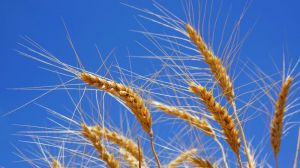 Мідь може зіграти ключову роль в досягненні максимальної врожайності пшениці