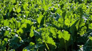 На Черкащині прогнозують високу врожайність цукрових буряків