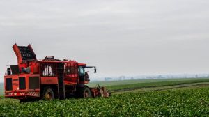 Копати цукровий буряк розпочали в 7 областях України