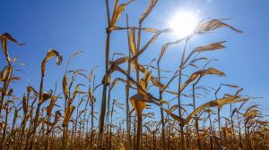На Дніпропетровщині розпочали збирати кукурудзу
