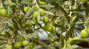 Оливковий сад може стати високоприбутковим бізнесом для аграріїв півдня України — думка